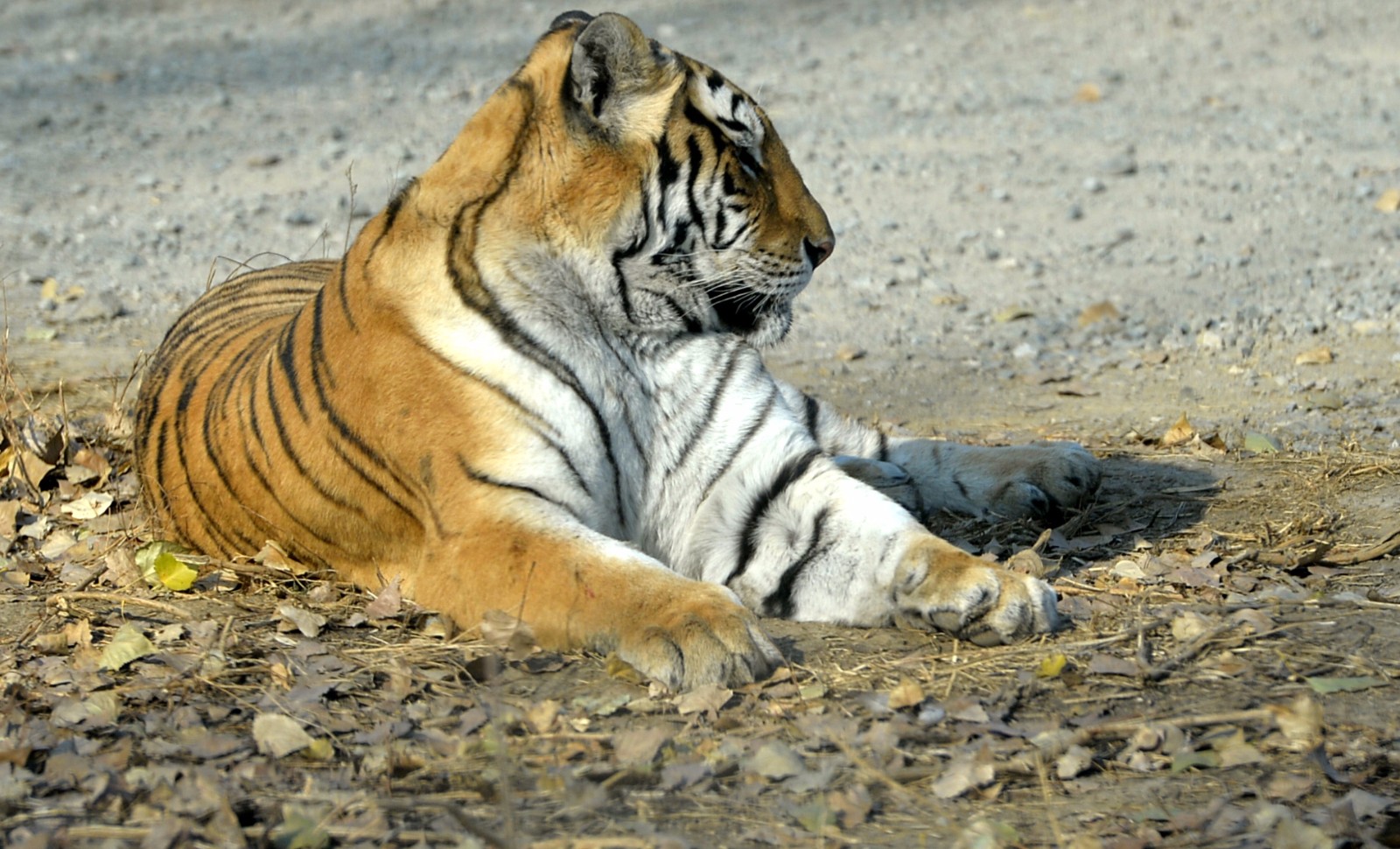探秘东北虎生存规则:虎群之中没有"王","流氓虎"没朋友