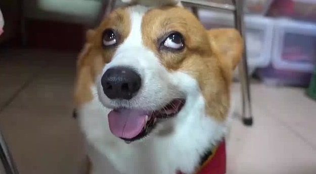 柯基的一个白眼,竟然吸引了数不清的粉丝