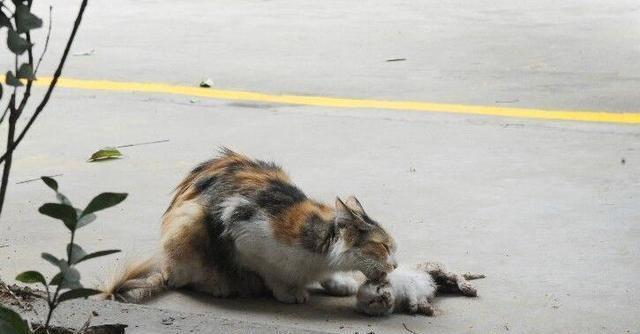 流浪猫妈妈外出觅食,回来后看到自己的宝宝都死了,猫妈妈心碎了