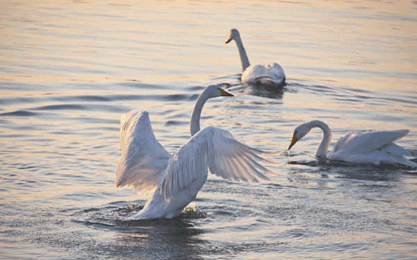 西安高铁1小时直达 !竟有个"中国大天鹅之乡"!美到极致!