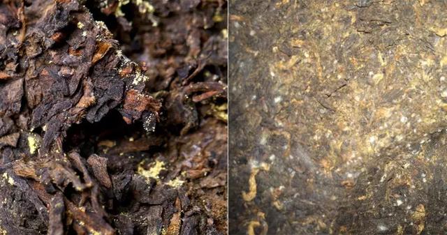 普洱茶的金花与黄曲霉,一种有益一种有害,要区分清楚才能品饮