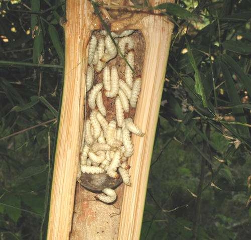 小时候的你是否吃过它竹笋虫