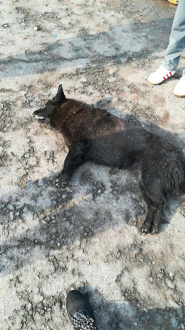 黑狗中毒死不瞑目 ,小区养狗处处碰壁