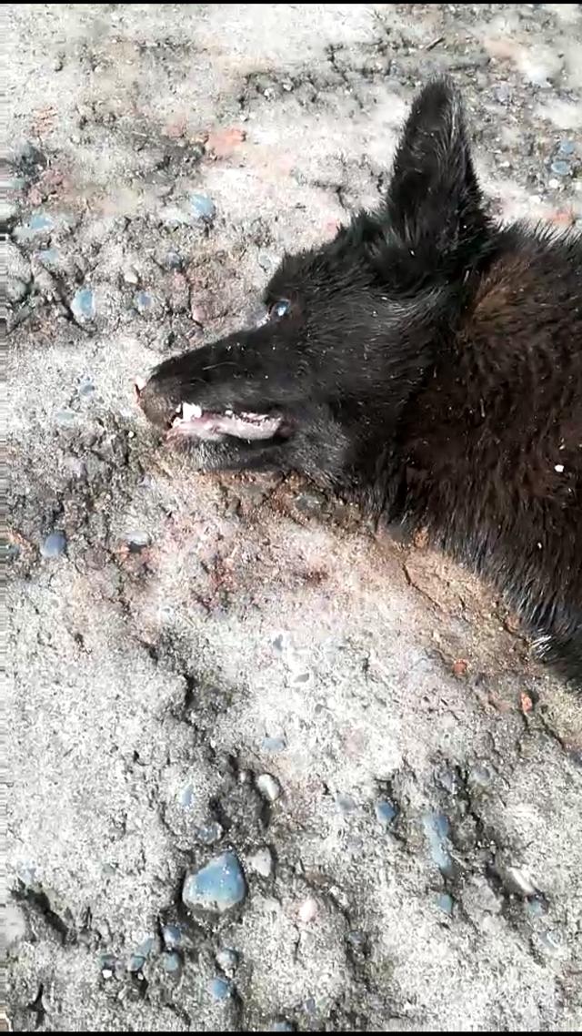 黑狗中毒死不瞑目 ,小区养狗处处碰壁