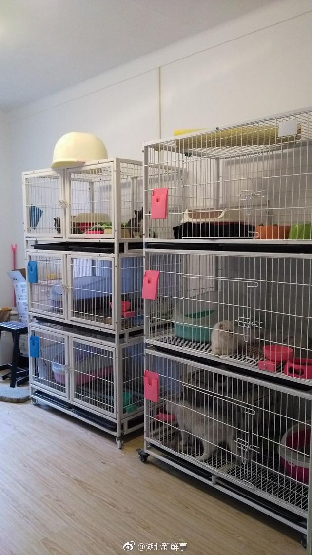 宠物猫寄养中心开在居民楼引异议 居民:扰民盼迁走