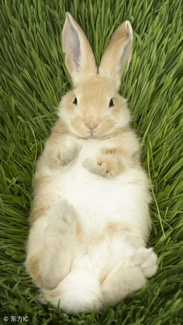 11号12号13号摇身一变成上等人的生肖兔你惹得起吗