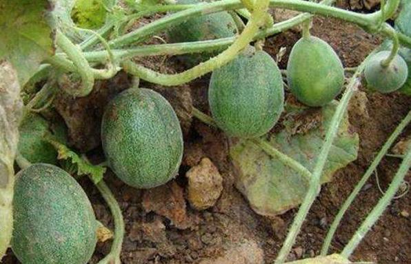 农村人都玩过的"屎瓜子" 制成干货 竟让卖300元一斤