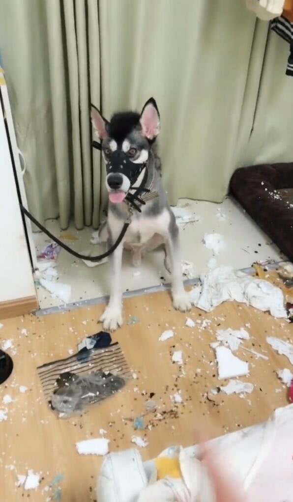 阿拉斯加狗狗拆家不听话,铲屎官出大招,网友笑喷了