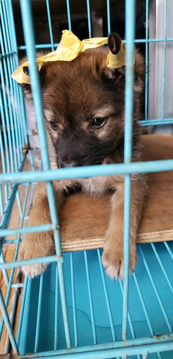 流浪狗跑进饭店讨食遭路人嫌弃,女孩:人为财死鸟为食亡生灵平等