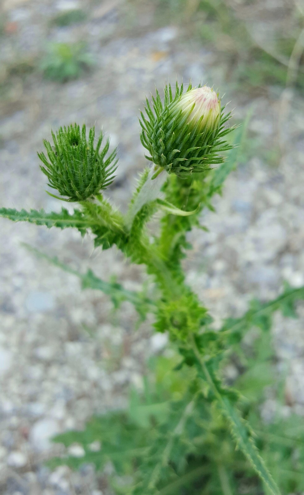 飞廉又名大蓟,刺盖,雷公菜,为菊科飞廉属二年或多年生草本植物.