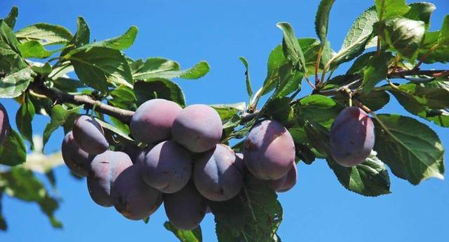 敢和新疆葡萄"叫板"的水果,个个甜津津,哪个是你最爱?