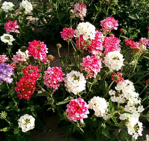 最适合养的这5种花,一年四季开花不断,开花量大爆盆容易