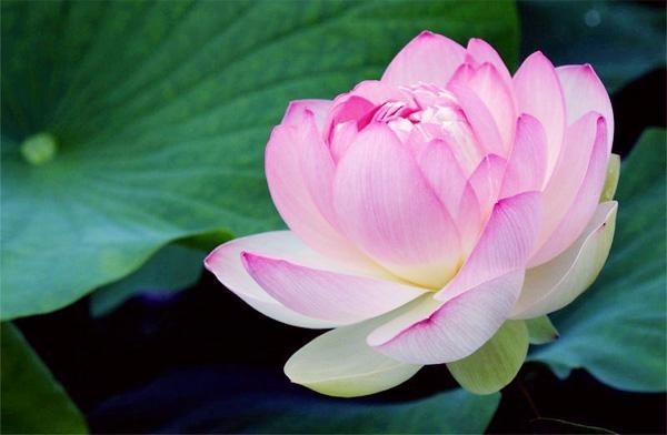 宏圆法师:供养十方所有众生,不如一念初发心