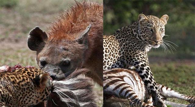 谁都无法证明:花豹和鬣狗对决,谁的战斗力更胜一筹