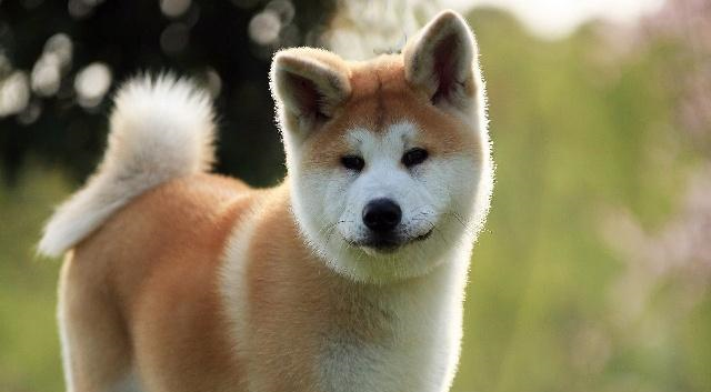 盘点各个国家的“土狗”，优秀的中华田园犬却是禁养品种|土狗|田园|犬种_新浪新闻