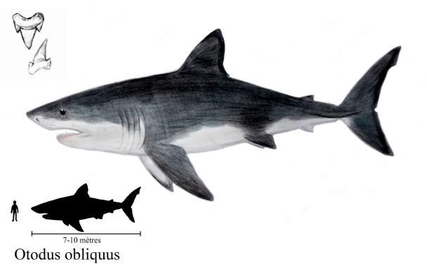 斜耳齿鲨是沧龙的有力竞争者(facebook)当然,造成一个物种灭绝的原因