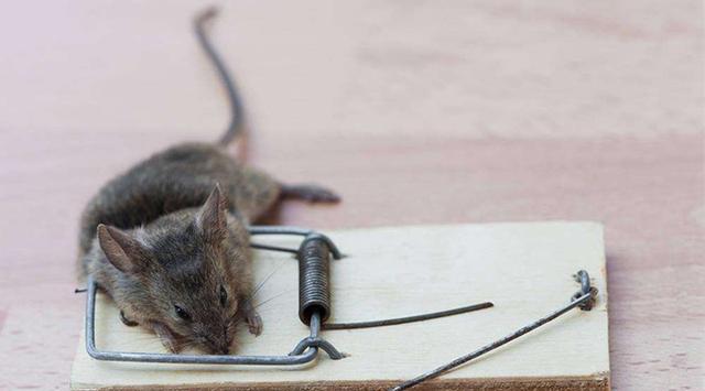 很多人都说过街老鼠人人喊打,当你养过仓鼠会发现并没有那么可恨