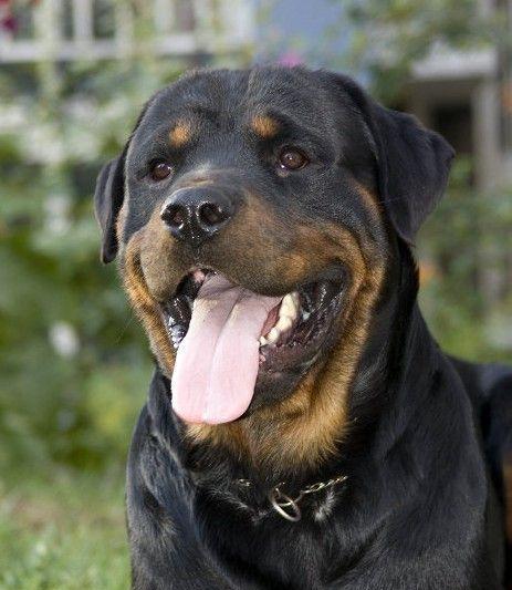 世界上最贵的十种狗,萨摩也入榜,第三名看起来很像狮子