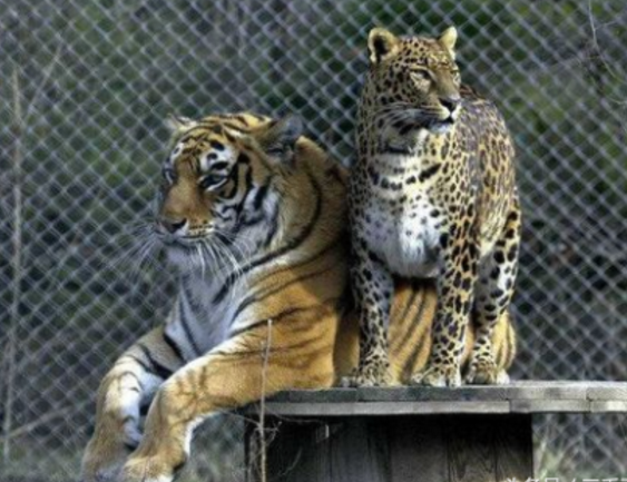 黑与白的体型对比.花豹与老虎的体型对比.老虎和黑化的花豹体型对比.