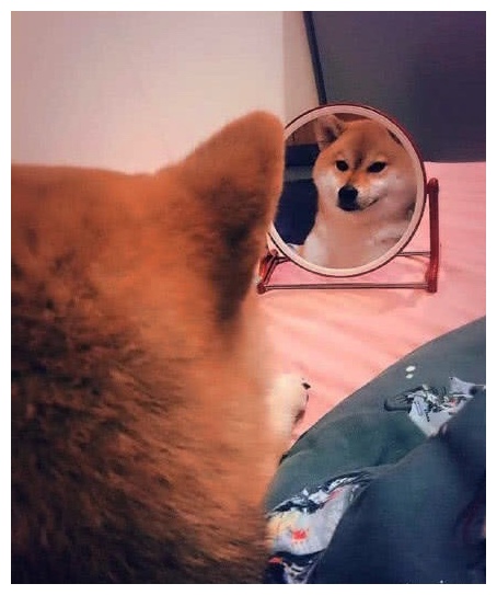 狗狗偷偷照镜子完美演绎臭美也是有层次感的