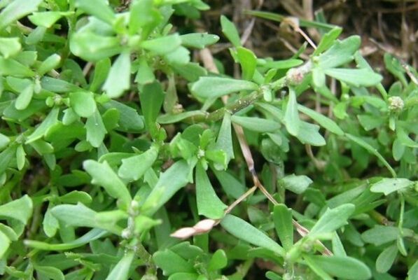 患鼻炎的人,冬夏鼻子里总会有鼻涕,经常要擤鼻涕,尤其是冬天,鼻涕总是