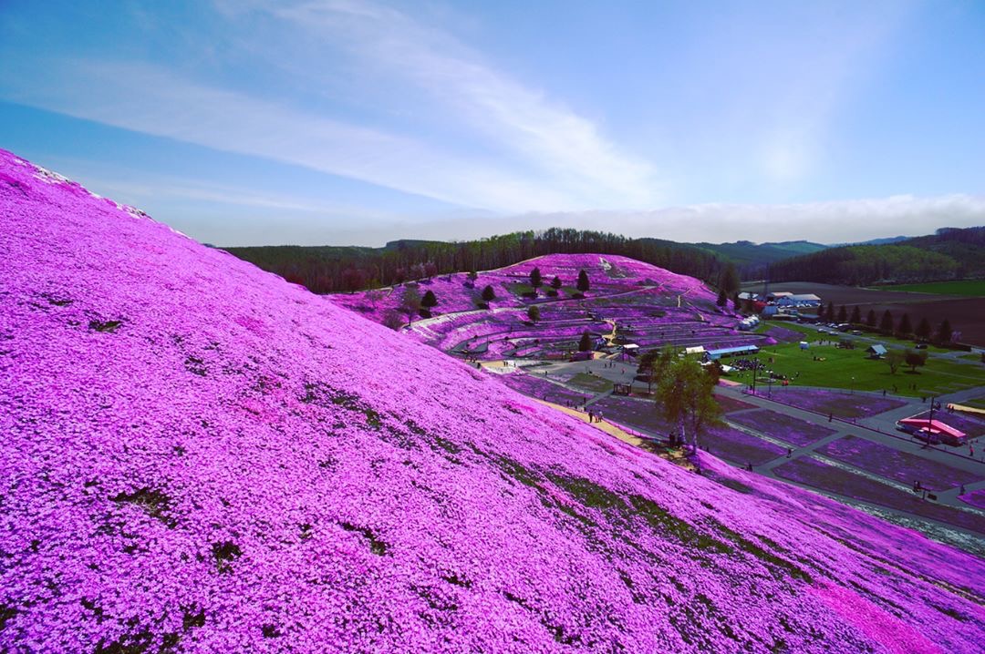 日本北海道的东藻琴芝樱公园最佳观赏期是五月中旬到六月下旬粉红色