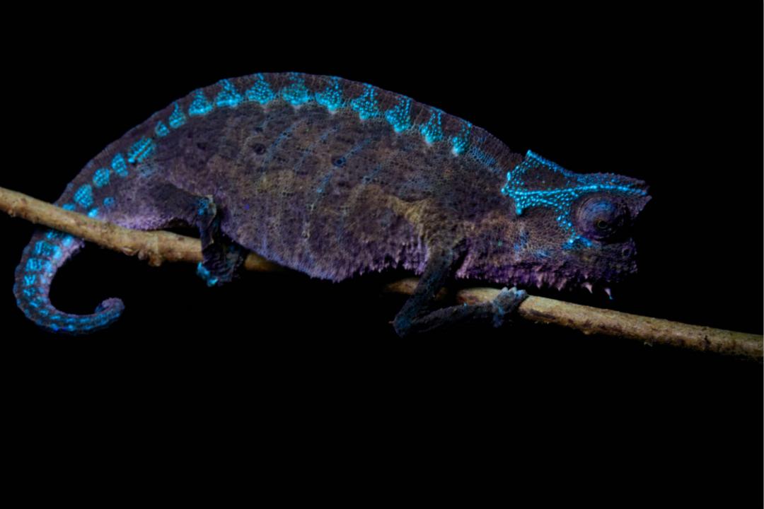 涨知识了,在紫外线下解剖变色龙发光的机制