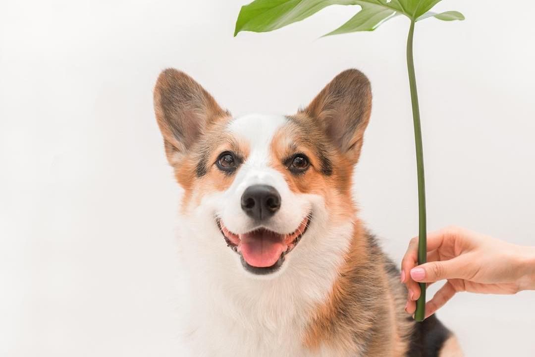 柯基paul 日常萌照