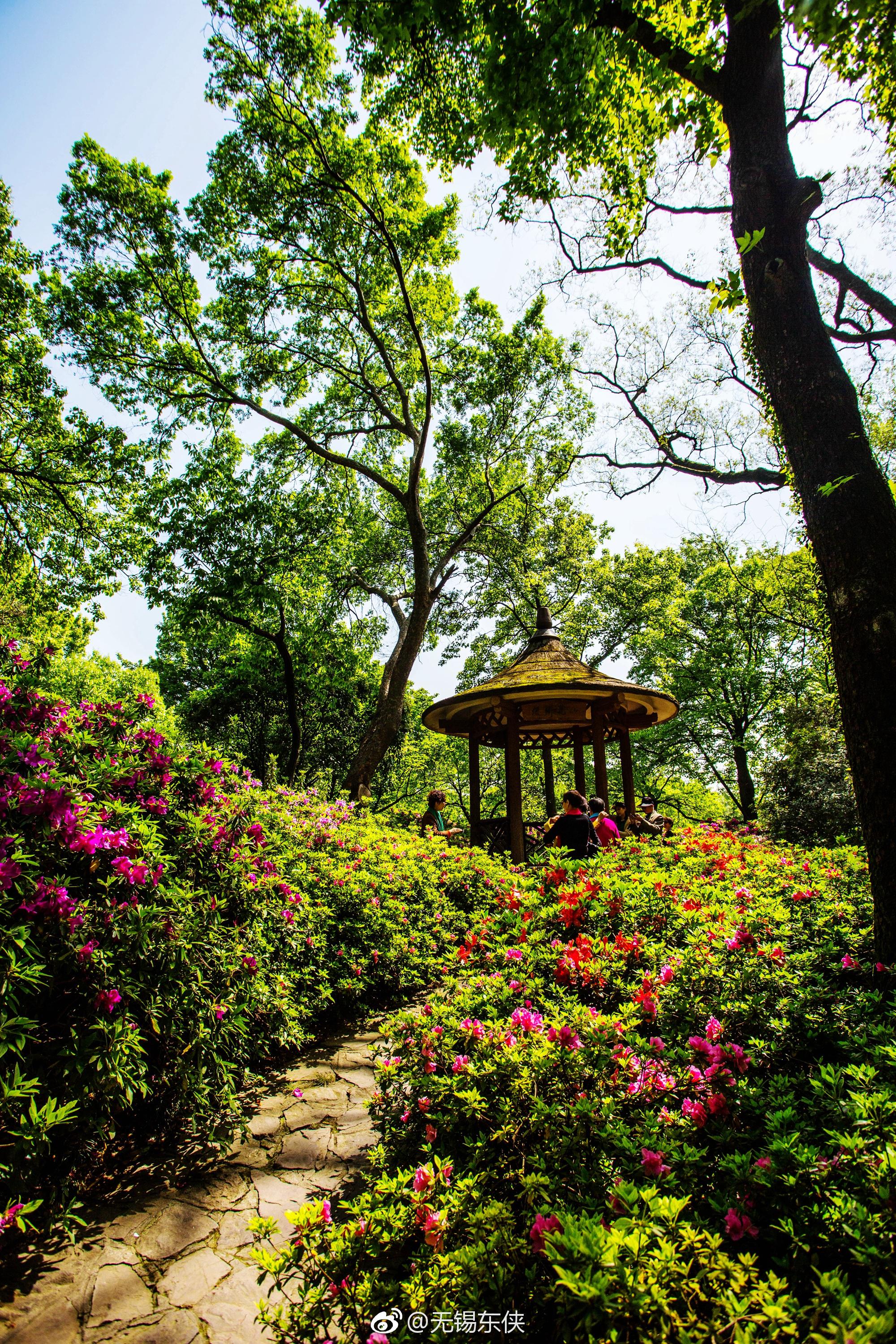 四月春天,绿水碧波花开正浓,无锡杜鹃园一片大好春光