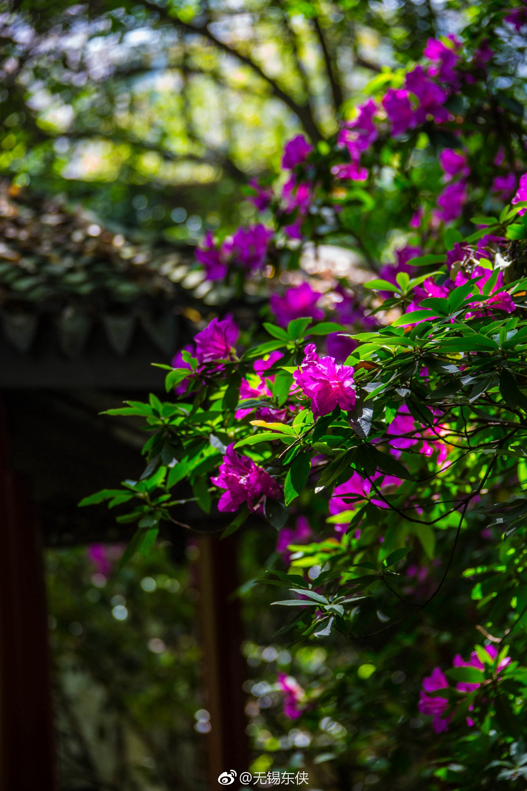 四月春天,绿水碧波花开正浓,无锡杜鹃园一片大好春光