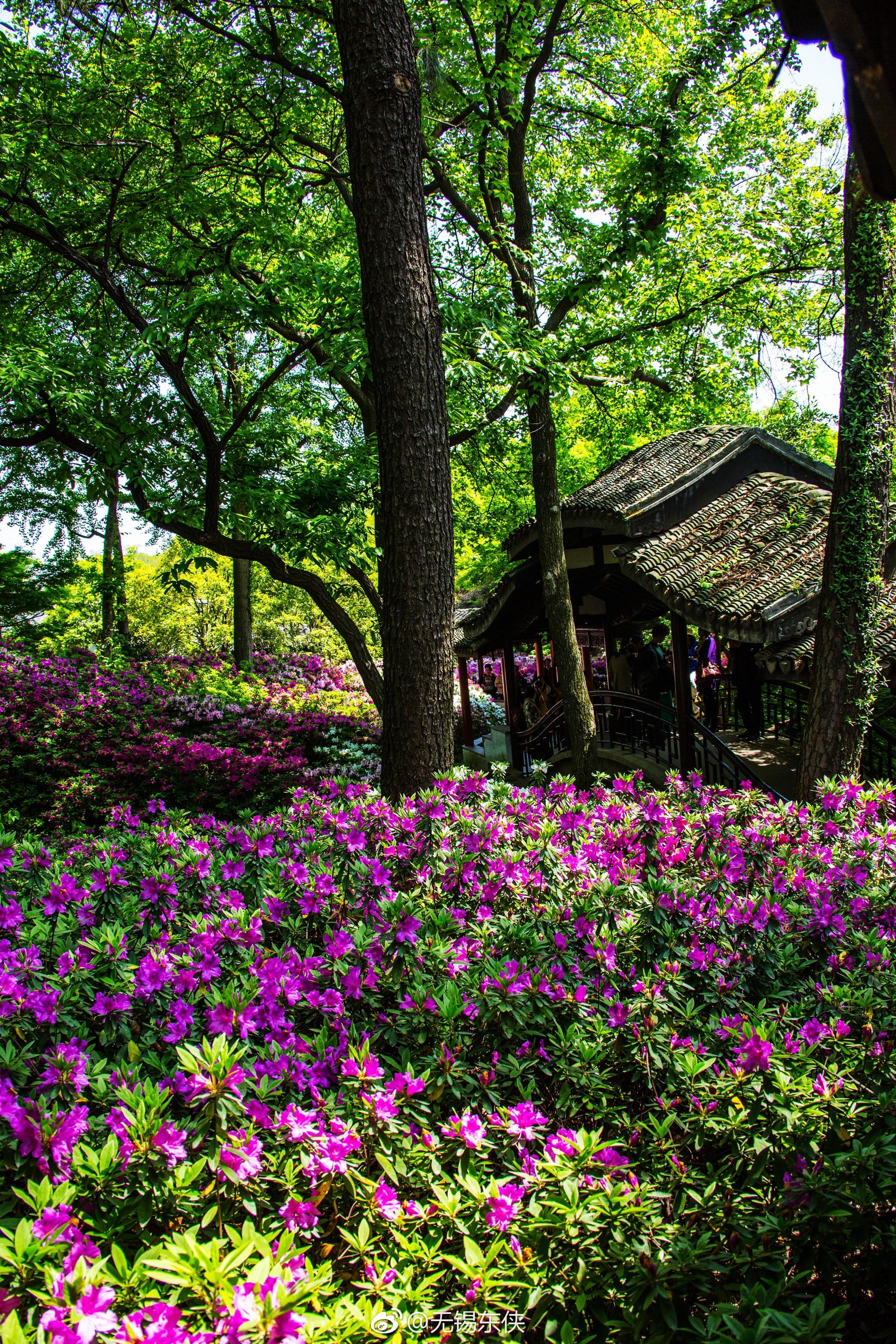 四月春天,绿水碧波花开正浓,无锡杜鹃园一片大好春光