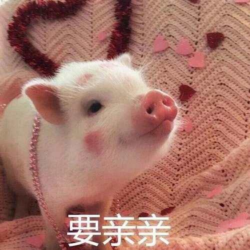 一组可爱63 6165的小猪表情包.