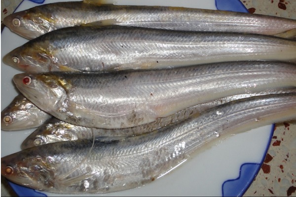 西藏|松茸|刀鱼_新浪新闻