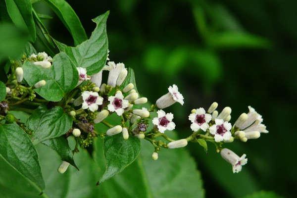 治疗胃炎,胃肠炎的方法