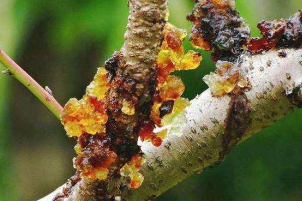 桃树胶是因为桃树发生了流胶病所产生的,外表软软的,黏黏的,就像果冻