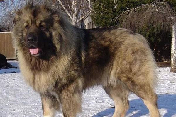 狗狗界最出名的四大霸主,中国有藏獒,日本有土佐犬