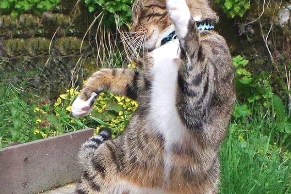 暗中学习各种武林秘籍,即将成为武林高手|人类|爪子|擒拿手_新浪新闻