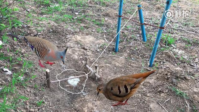 农村小伙自制捕鸟陷阱,很多城里人都没见识过