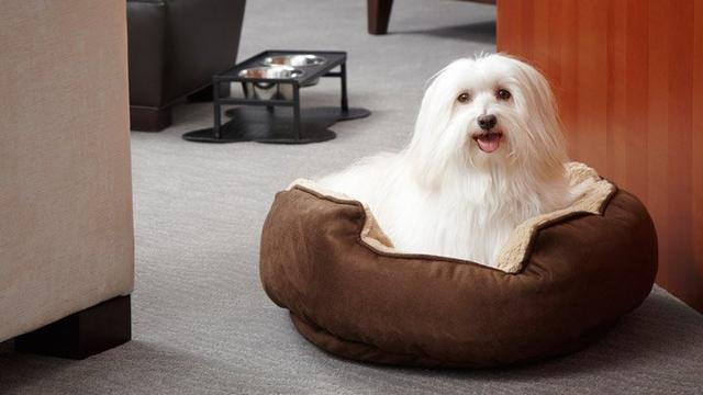 带上您的毛孩子一起来拉斯维加斯吧!