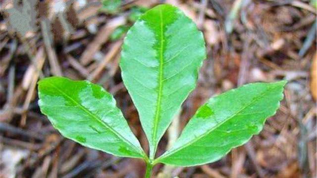 农村这种"三叉虎",曾砍来当柴火,却不知如此珍贵稀罕