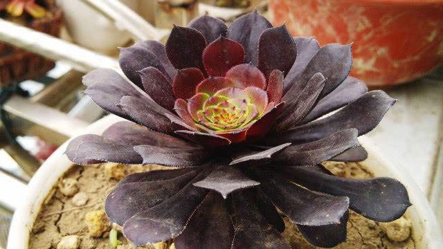 这种"黑莲",能净化空气,可吸收辐射,其价值相当珍贵,请熟知