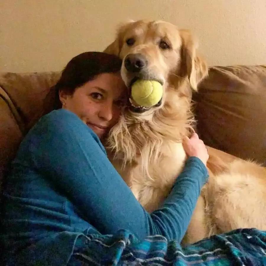 大金毛跟小金毛抢玩具宝宝最后搔痒攻击金毛的反应让人笑喷