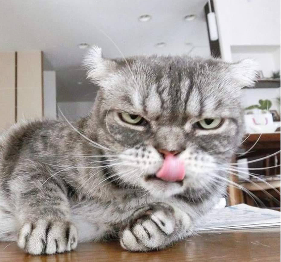 主人有只凶神恶煞的猫咪,神情自带老大气质,嚣张气场太强大了