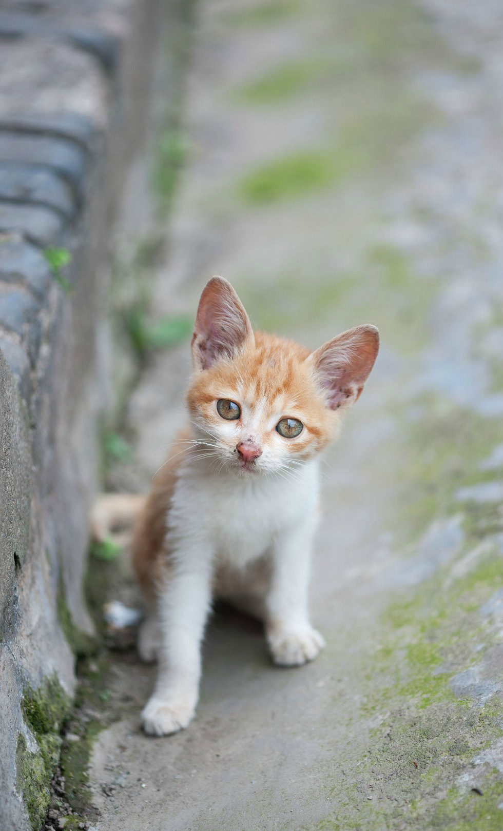 永远长不大的小奶猫