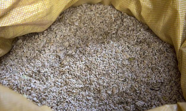 农村人都玩过的"屎瓜子" 制成干货 竟让卖300元一斤