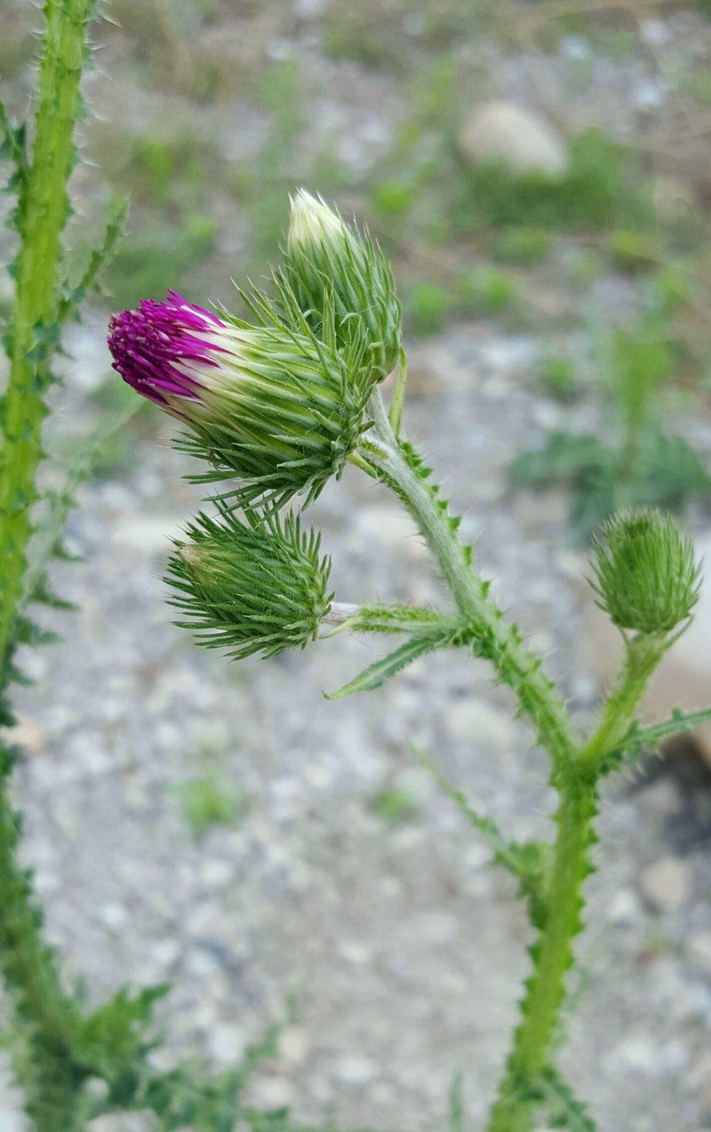 植物百科四十六飞廉