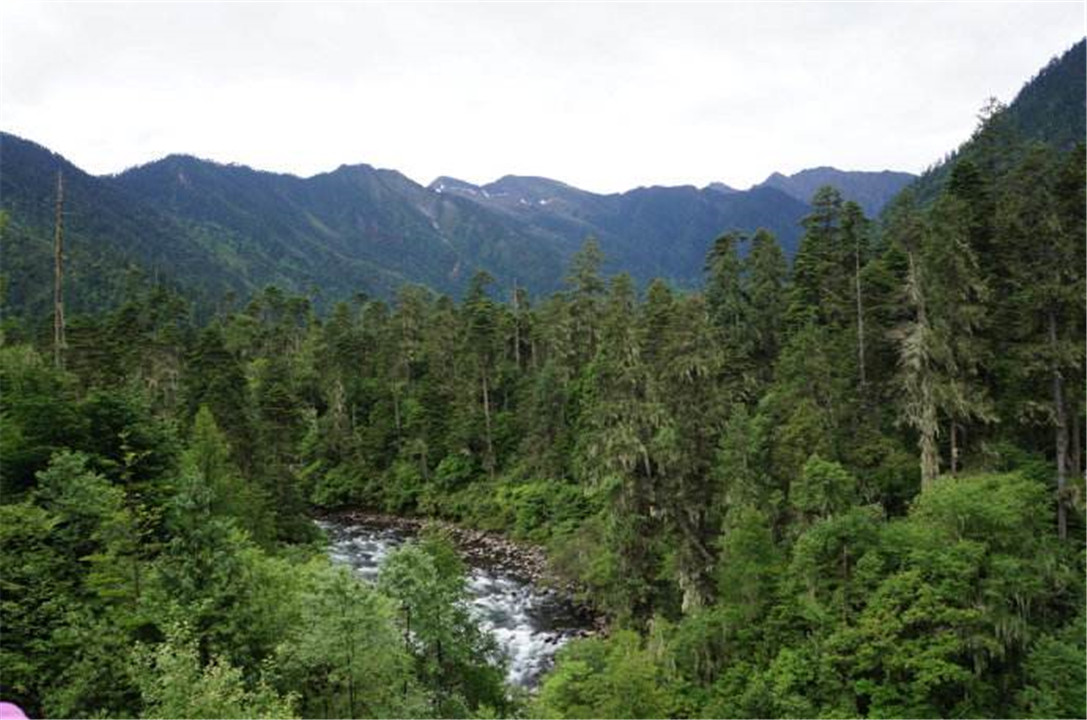 如果塔克拉玛干沙漠变成森林,会有什么影响?说出来你可能不相信