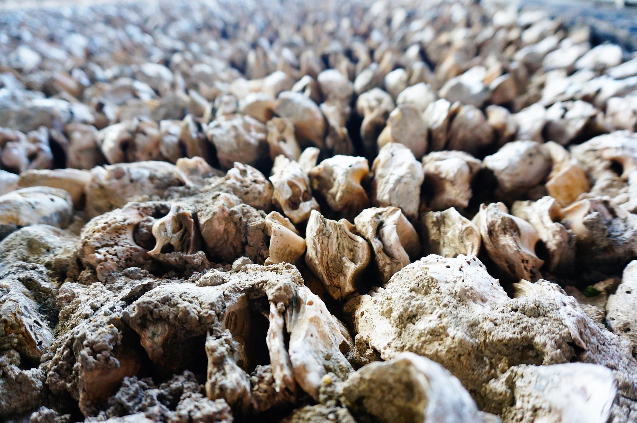 成千上万的蚝壳,见证这条岭南村落由古至今