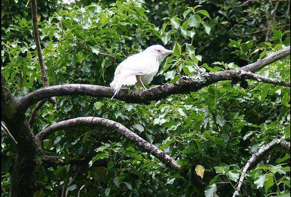 寒鸦,亦称"慈鸟","小山老鸹",一般来说是黑色的.
