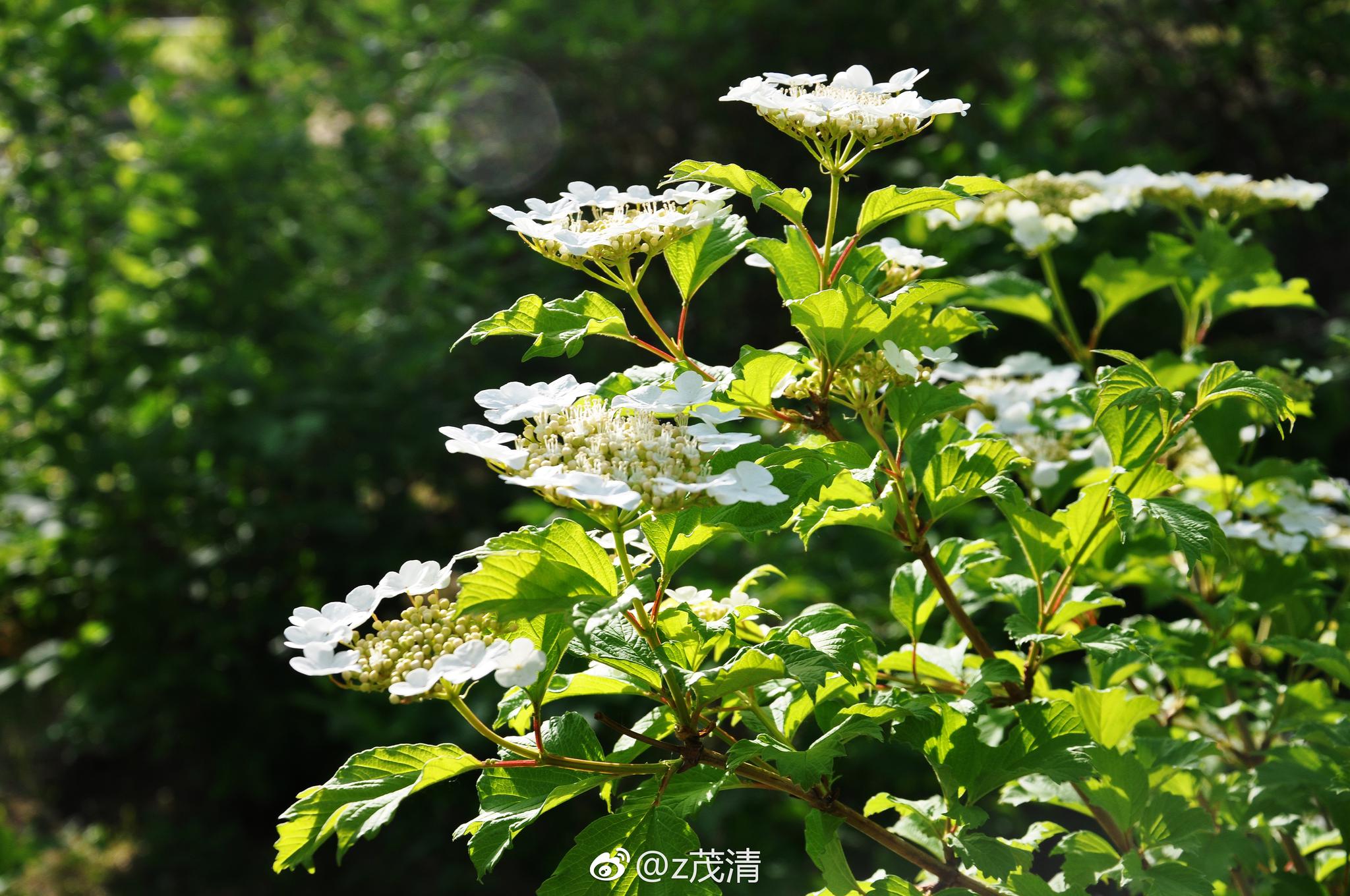 鸡树条 属忍冬科,落叶灌木植物不孕花白色,果实红色,5